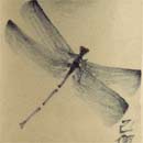 brushwork dragonfly